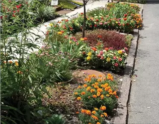  ?? AP FILE PHOTO ?? This July 2018, image provided by Jim Charlier shows a colorfully-planted hell strip garden in Buffalo, N.Y.