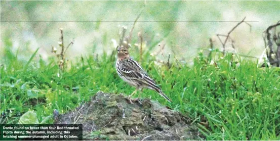  ??  ?? Dante found no fewer than four Red-throated Pipits during the autumn, including this fetching summer-plumaged adult in October.