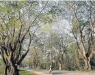  ?? The ‘’tree tunnel’’ in Nan is set to be cut down for road widening work.
KHOR KHON NAN FB ??
