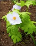  ??  ?? Glaucidium palmatum has poppy-like, lilac-pink flowers in spring and palmate leaves.