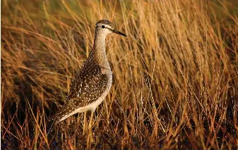  ?? ?? Wood Sandpiper is a rare visitor to the Eastern Seaboard of North America in spring and autumn, with records in the latter season presumed to involve ‘drift’ migrants which have crossed the Atlantic from Europe. This confiding juvenile was in Rhode Island in October 2012.