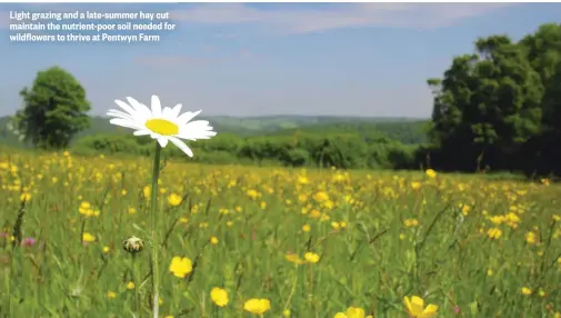  ??  ?? Light grazing and a late-summer hay cut maintain the nutrient-poor soil needed for wildflower­s to thrive at Pentwyn Farm