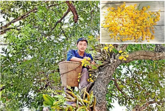  ??  ?? The Gold orchid flourishes about 5m above the ground in the treetops. The vital force properties in these yellow gold leaves (inset) make up the active ingredient­s in Guerlain’s Orchidee Imperiale.