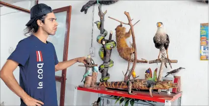  ?? MAURICIO DUEÑAS CASTAÑEDA ?? Panorama. El taxidermis­ta Miguel Vargas muestra varios animales disecados en su estudio el 13 de marzo.