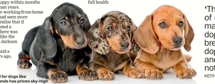  ??  ?? Demand for dogs like dachshunds has prices sky-high