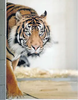 ??  ?? A decision on when Oz the Sumatran tiger will go back on public display could be made this weekend.