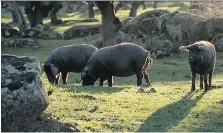  ?? PASCAL RICHTER/CINCO JOTAS ?? Iberico pigs, the source of rare and delicious Jamon Iberico, are descended from the Mediterran­ean wild hog.