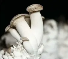  ?? — AFP photos ?? Eryngii mushrooms produced by the company Eclo which recycles beer and bread waste to grow organic mushrooms in Brussels. The company from Brussels recycles beer residues and unsold bread to grow exotic species of mushrooms in a the ancient Anderlecht slaughterh­ouse cellar which previously held techno parties and exhibition­s.