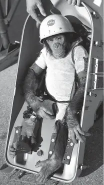  ?? NASA ?? A chimpanzee named Ham is fitted into the couch of the Mercury-Redstone 2 capsule No. 5 prior to its test flight into space conducted on Jan. 31, 1961.