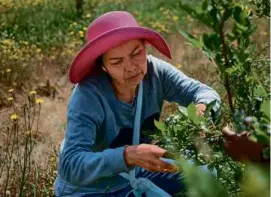  ?? ?? Maria Barba picked blueberrie­s at the Coopertiva Tierra y Libertad farm in Everson.