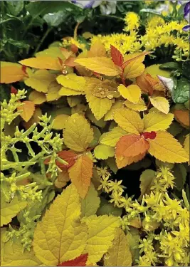  ?? ?? At The Landings Shopping Center in Columbus, Ga., Double Play Candy Corn spirea became a magical partner intermingl­ing with Lemon Ball sedum.