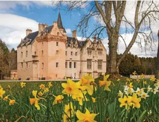  ?? ?? Brodie Castle in Morayshire has a National Collection of daffodils