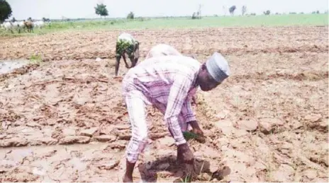  ??  ?? Farmers working at rice farm in Bunkure