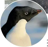  ?? FIONA SHANHUN/ANTARCTICA NZ ?? Adelie penguins on Ross Island in Antarctica have been counted every year since the 1980s.