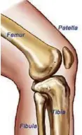  ??  ?? SENDI lutut terdiri daripada tulang femur, tibia, fibula dan patella.