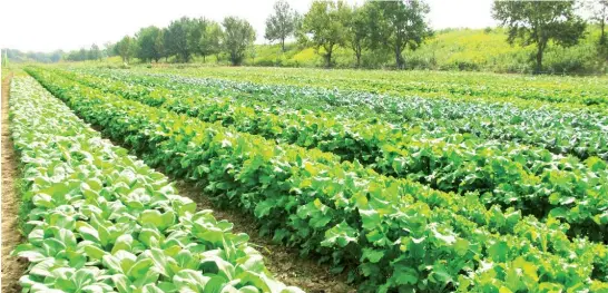  ??  ?? Potato farm in Toro LGA of Bauchi State