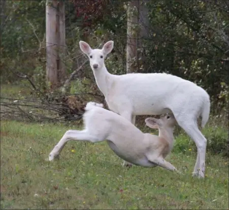  ?? DENNIS MONEY — SENECA WHITE DEER INC. VIA AP ?? A young white fawn is having lunch with mom at Deer Haven Park in Romulus, New York.