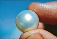  ??  ?? Die Pinctada maxima, die silberlipp­ige Perlmusche­l, bringt besonders harte und glänzende Perlen hervor.