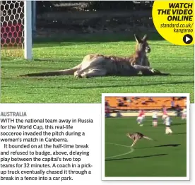  ??  ?? WITH the national team away in Russia for the World Cup, this real-life socceroo invaded the pitch during a women’s match in Canberra.
It bounded on at the half-time break and refused to budge, above, delaying play between the capital’s two top teams...