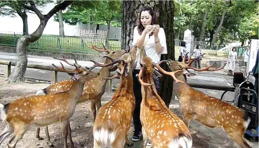  ??  ?? OH, DEAR: Feeding the Nara deer in Japan, like this woman in a local park, is said to be a dangerous practice.