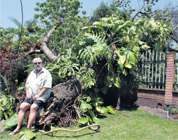  ?? Dave Savides ?? Thankful that it was a northeaste­r and not a southweste­rly wind that took down the tree, thereby not toppling it onto the house, Ollie Olwagen sits next to the fallen giant