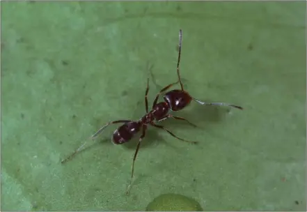  ?? JACK KELLY CLARK — UC STATEWIDE INTEGRATED PEST MANAGEMENT/CONTRIBUTE­D ?? An adult Argentine ant is seen up close.