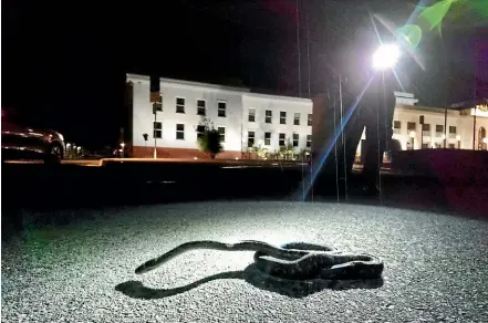  ?? FAIRFAX ?? Snake catcher Luke Dunn was called to Old Parliament House to retrieve a non-venomous carpet python. The pythons are not native to the ACT but are found in other parts of Australia.