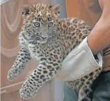  ?? AAMIR QURESHI AFP ?? A WILDLIFE ranger takes care of a rescued leopard cub at the Margallah Wildlife rescue centre in Islamabad, four years after the former zoo was forced to close because of its “intolerabl­e” treatment of animals. |
