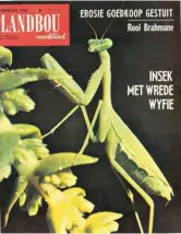  ??  ?? 20 Februarie 1968 Sedig sit die bidsprinka­an op sy prooi en wag. Tydens ’n proef het ’n wyfie binne twee maande agt sprinkane so groot soos syself opgevreet, asook 14 kleiner sprinkane, 36 vlieë en drie van haar eie mannetjies.