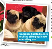  ??  ?? Fragranced po ed plants help the blind pugs know where they are!