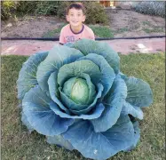  ?? CONTRIBUTE­D PHOTO ?? Rockford School third grader Chase Tienken won a $1,000 scholarshi­p from the Califrorni­a Department of Agricultur­e for growing this 20-pound cabbage.