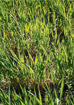  ??  ?? Early wheat plants grow in a field in Clearwater, Kansas. — TNS