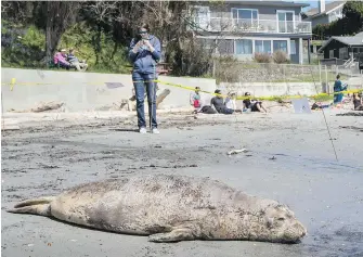  ??  ?? A moulting juvenile elephant seal lies on Gonzales Beach on Friday. The seal might may look slow and harmless, but it’s capable of moving quickly and could be dangerous if it feels threatened, says a bulletin from Fisheries and Oceans Canada.