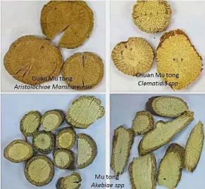  ??  ?? Be careful what you buy: A side-by-side comparison of the raw herb mutong (bottom) and its adulterate­d cousins guan mu tong and chuan mu tong (top). — Pic courtesy of Dr Yam Mun Fei