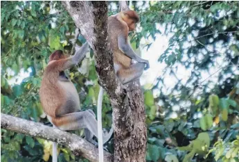  ?? / JOHN C. CANNON ?? Monos narigudos en el Borneo malayo.