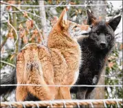  ?? ATLANTA COYOTE PROJECT ?? In 2019, Chris Mowry of the Atlanta Coyote Project got permission from the Department of Natural Resources to capture and relocate Carmine (right). Carmine had been roaming a Cobb neighborho­od.