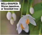  ??  ?? BELL-SHAPED: Styrax japonicus, or Snowbell tree