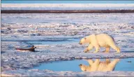  ?? Subhankar Banerjee / AP ?? A polar bear roams in the Arctic National Wildlife Refuge. Overall, Earth’s climate has warmed by about a degree Fahrenheit since 1900. In the Arctic, where a number of processes amplify the warming effects of carbon dioxide, temperatur­es have risen 4 to 7 degrees in the last 50 years. Polar bears could become extinct by the end of the century if Arctic sea ice continues to melt as a result of global warming, scientists warn.