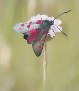  ?? ALAN PRICE ?? Above, a six-spot burnet moth, which smashes stereotype­s with its bright colours; right, Sussex Wildlife Trust conservati­on officer Charlotte Owen