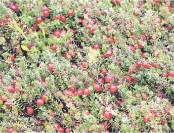  ?? By Joseph Prezioso s. — AFP photos ?? Cranberrie­s grow in a healthy section of a cranberry bog at Spring Rain Farm in Taunton, Massachuse
