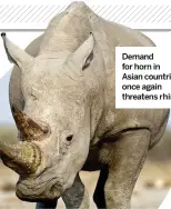  ??  ?? Demand for horn in Asian countries once again threatens rhinos.