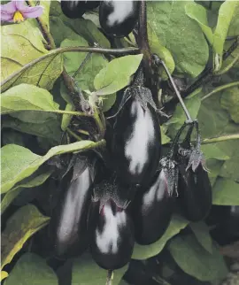  ??  ?? GOOD FOR SMALL SPACES. Eggplant Patio baby.