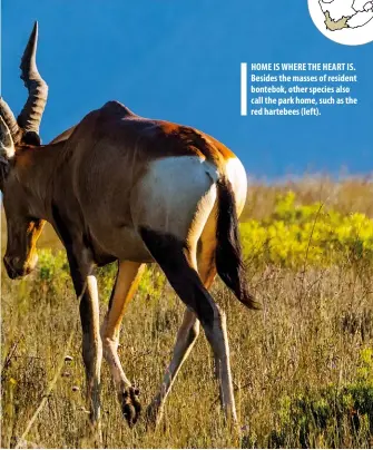  ??  ?? HOME IS WHERE THE HEART IS. Besides the masses of resident bontebok, other species also call the park home, such as the red hartebees (left).