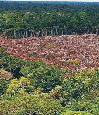  ?? / EFE ?? Unas 186 especies de madera extraídas de la AmazonIa colombiana se venden tanto legal como ilegalment­e. Con el amparo de salvocondu­ctos, se lleva la madera a las ciudades grandes.