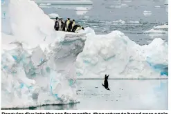  ??  ?? Penguins dive into the sea for months, then return to breed once again