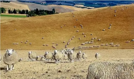  ??  ?? New Zealand has historical­ly been ‘‘water-rich’’ but the country is not well prepared to cope with a future involving more drought, a new report says.