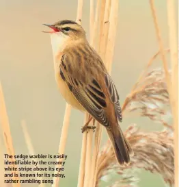  ??  ?? The sedge warbler is easily identifiab­le by the creamy white stripe above its eye and is known for its noisy, rather rambling song