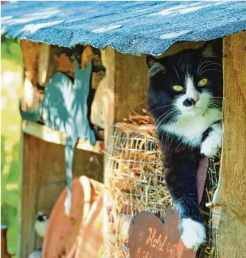  ?? Foto: Angela Merk ?? Wer hat sich denn da versteckt? Kater Peppino hat es sich in einem Insektenho­tel in Weißenhorn/Emershofen (Landkreis Neu  Ulm) gemütlich gemacht.