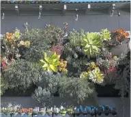  ?? ARIC CRABB/STAFF ?? Aptos’ Dig Gardens specialize­s in succulents, sold in pots or displayed as a wall-mounted living art installati­on, with 15 varieties of succulents and drought-resistant plants.