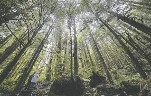  ?? JONATHAN HAYWARD / THE CANADIAN PRESS FILES ?? A couple is dwarfed by old growth trees in Avatar Grove near Port Renfrew, B.C. Canada is one of the most resource-rich countries in the world.